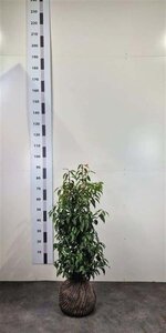 Prunus lusitanica 'Angustifolia' 60-80 cm met kluit - afbeelding 2