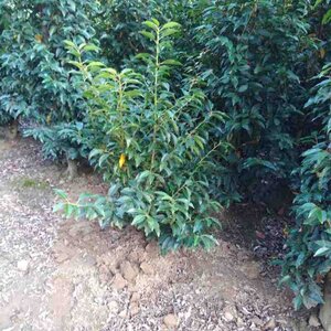 Prunus lusitanica 'Angustifolia' 60-80 cm met kluit - afbeelding 15