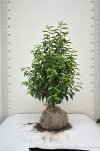 Prunus lusitanica 'Angustifolia' 60-80 cm met kluit - afbeelding 13