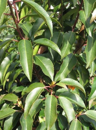 Prunus lusitanica 'Angustifolia' 70-80 HO draadkluit - afbeelding 1