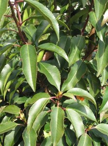 Prunus lusitanica 'Angustifolia' 70-80 HO draadkluit - afbeelding 1