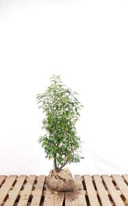 Prunus lusitanica 'Angustifolia' 80-100 cm met kluit - afbeelding 8