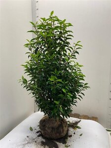 Prunus lusitanica 'Angustifolia' 80-100 cm met kluit - afbeelding 14