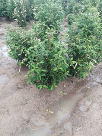 Prunus lusitanica 'Angustifolia' 80-100 cm met kluit - afbeelding 17