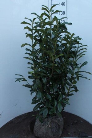 Prunus l. Genolia 100-125 cm met kluit - afbeelding 5