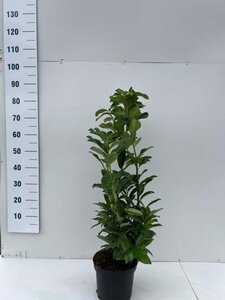 Prunus l. Genolia 60-80 cm cont. 5,0L - afbeelding 3