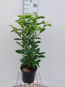 Prunus l. Genolia 60-80 cm cont. 5,0L - afbeelding 2