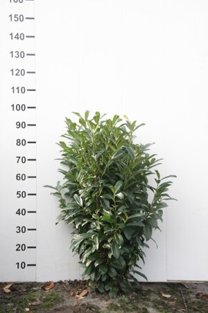 Prunus l. Genolia 80-100 cm met kluit - afbeelding 11