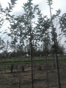 Prunus 'Umineko' 10-12 Hoogstam wortelgoed