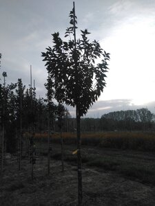 Prunus 'Umineko' 12-14 Hoogstam wortelgoed 2 X verplant