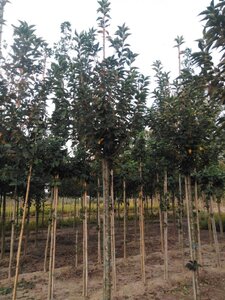 Prunus 'Umineko' 14-16 Hoogstam wortelgoed 2 X verplant