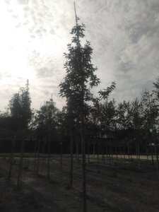 Prunus 'Umineko' 16-18 Hoogstam wortelgoed 3 X verplant
