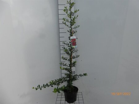 Pyracantha cocc. 'Red Column' 60-80 cm cont. 2,0L - afbeelding 3