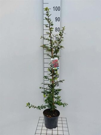 Pyracantha cocc. 'Red Column' 60-80 cm cont. 2,0L - afbeelding 4