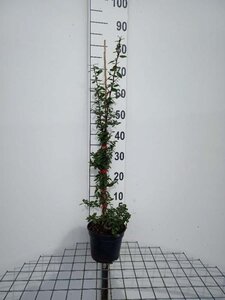 Pyracantha cocc. 'Red Column' 80-100 cm cont. 2,0L - afbeelding 4