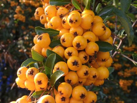 Pyracantha 'Golden Charmer' 100-125 cm cont. 3,0L - afbeelding 1