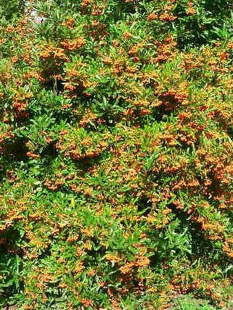 Pyracantha 'Golden Charmer' 100-125 cm cont. 3,0L - afbeelding 2