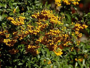 Pyracantha 'Golden Charmer' 100-125 cm cont. 3,0L - afbeelding 3