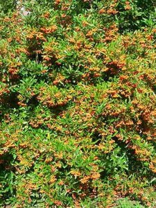 Pyracantha 'Golden Charmer' 60-80 cm cont. 2,0L - afbeelding 2