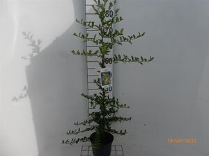 Pyracantha 'Golden Charmer' 60-80 cm cont. 2,0L - afbeelding 4