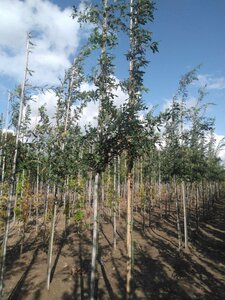 Quercus cerris 6-8 Hoogstam wortelgoed