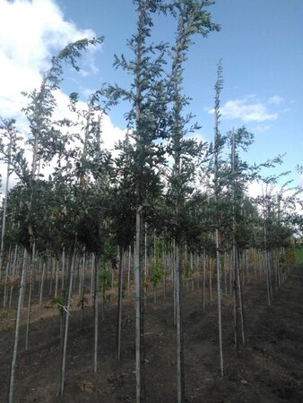 Quercus cerris 8-10 Hoogstam wortelgoed - afbeelding 1