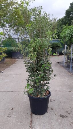 Quercus ilex 125-150 cm cont. 30L - afbeelding 1
