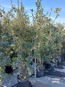 Quercus ilex 200-250 cm cont. 35L