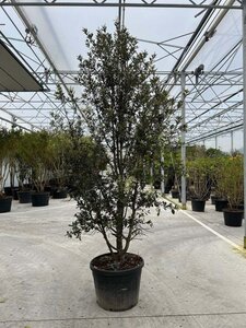 Quercus ilex 250-300 cm container meerstammig - afbeelding 2