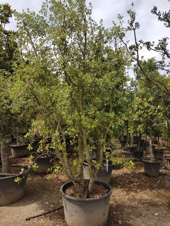 Quercus ilex 300-350 cm container meerstammig - afbeelding 3