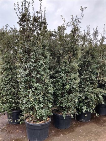 Quercus ilex 300-350 cm container meerstammig - afbeelding 17