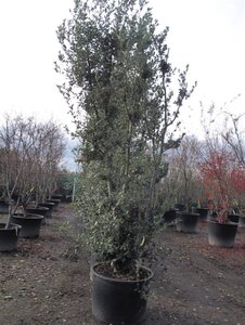 Quercus ilex 300-350 cm container meerstammig - afbeelding 23