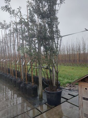 Quercus ilex 300-350 cm container meerstammig - afbeelding 11