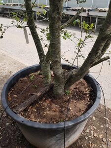 Quercus ilex 300-350 cm container meerstammig - afbeelding 6