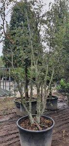 Quercus ilex 300-350 cm container meerstammig - afbeelding 7