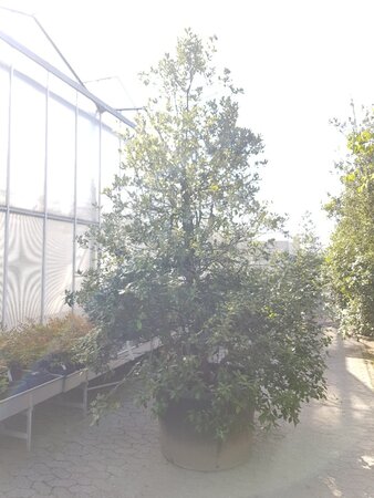 Quercus ilex 300-350 cm container multi-stem - image 14