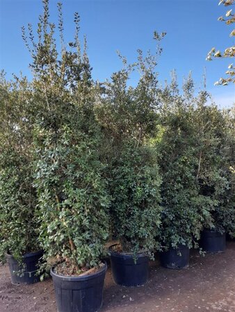 Quercus ilex 300-350 cm container multi-stem - image 20