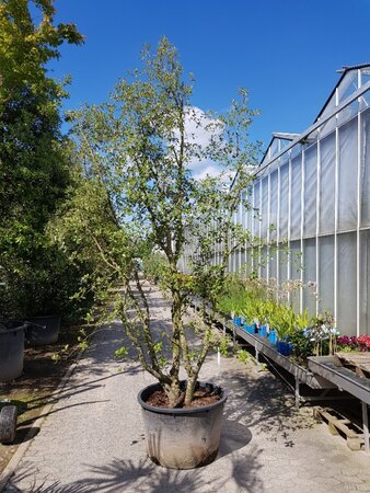 Quercus ilex 300-350 cm container multi-stem - image 4