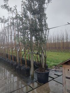 Quercus ilex 300-350 cm container multi-stem - image 11