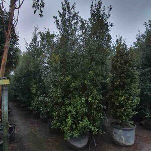 Quercus ilex 300-350 cm container multi-stem - image 12