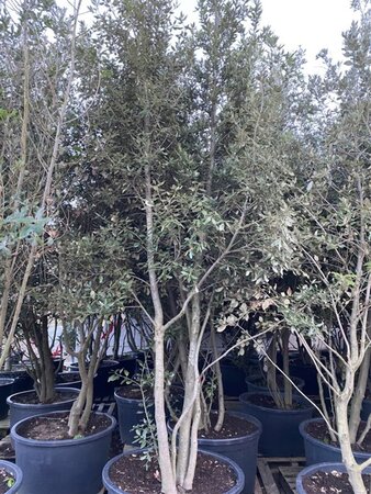 Quercus ilex 350-400 cm cont. 300L meerstammig