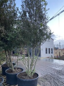 Quercus ilex 350-400 cm draadkluit meerstammig