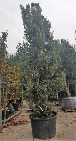 Quercus ilex 450-500 cm container meerstammig - afbeelding 1