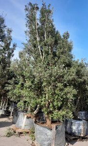 Quercus ilex 450-500 cm container meerstammig - afbeelding 5
