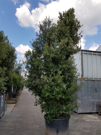 Quercus ilex 450-500 cm container meerstammig - afbeelding 15
