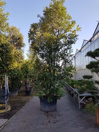 Quercus ilex 450-500 cm container meerstammig - afbeelding 17