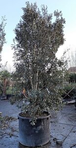 Quercus ilex 450-500 cm container meerstammig - afbeelding 14