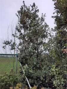 Quercus ilex 450-500 cm container meerstammig - afbeelding 13
