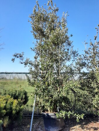 Quercus ilex 450-500 cm container meerstammig - afbeelding 12