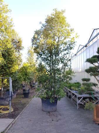 Quercus ilex 450-500 cm container meerstammig - afbeelding 11